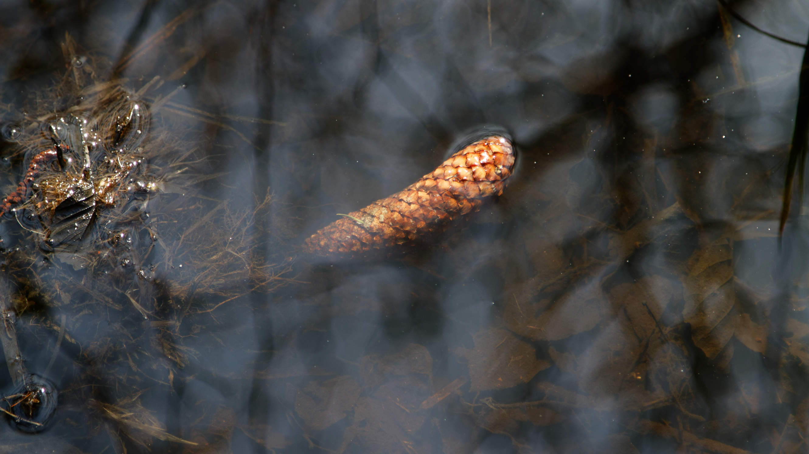 20210420 Lyngby Sø 57